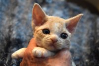 Red Hot Chili - Devon Rex kenel