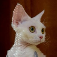 Red Hot Chili - Devon Rex kenel