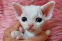 Red Hot Chili - Devon Rex kenel