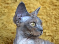 Red Hot Chili - Devon Rex kenel