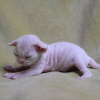 Red Hot Chili - Devon Rex kenel