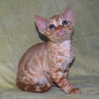 Red Hot Chili - Devon Rex kenel