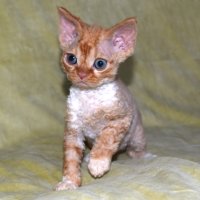 Red Hot Chili - Devon Rex kenel