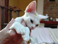 Red Hot Chili - Devon Rex kenel