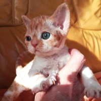 Red Hot Chili - Devon Rex kenel