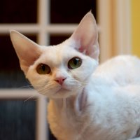 Red Hot Chili - Devon Rex kenel