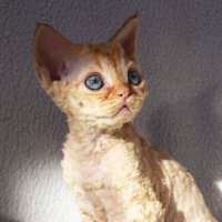 Red Hot Chili - Devon Rex kenel