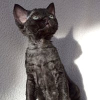 Red Hot Chili - Devon Rex kenel