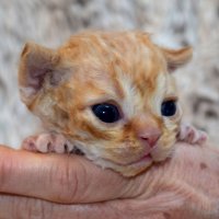 Red Hot Chili - Devon Rex kenel