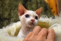 Red Hot Chili - Devon Rex kenel