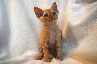 Red Hot Chili - Devon Rex kenel