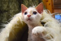 Red Hot Chili - Devon Rex kenel