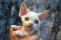 Red Hot Chili - Devon Rex kenel