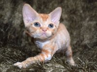 Red Hot Chili - Devon Rex kenel