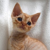 Red Hot Chili - Devon Rex kenel