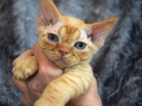 Red Hot Chili - Devon Rex kenel