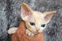 Red Hot Chili - Devon Rex kenel