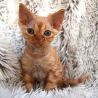 Red Hot Chili - Devon Rex kenel