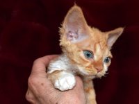 Red Hot Chili - Devon Rex kenel