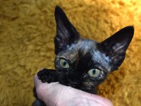 Red Hot Chili - Devon Rex kenel