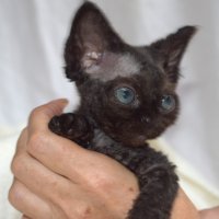 Red Hot Chili - Devon Rex kenel