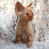 Red Hot Chili - Devon Rex kenel