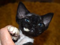 Red Hot Chili - Devon Rex kenel