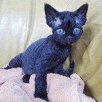 Red Hot Chili - Devon Rex kenel