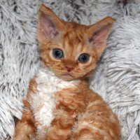 Red Hot Chili - Devon Rex kenel