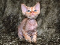 Red Hot Chili - Devon Rex kenel