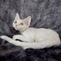 Red Hot Chili - Devon Rex kenel