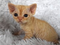 Red Hot Chili - Devon Rex kenel