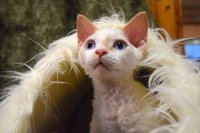 Red Hot Chili - Devon Rex kenel