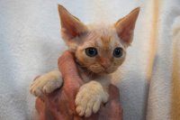 Red Hot Chili - Devon Rex kenel