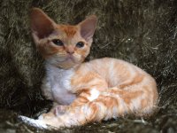 Red Hot Chili - Devon Rex kenel