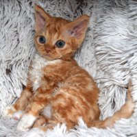 Red Hot Chili - Devon Rex kenel