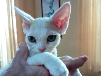 Red Hot Chili - Devon Rex kenel