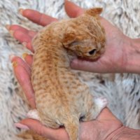 Red Hot Chili - Devon Rex kenel