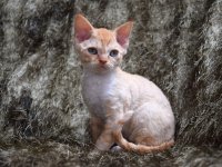 Red Hot Chili - Devon Rex kenel