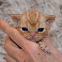 Red Hot Chili - Devon Rex kenel