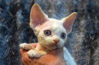 Red Hot Chili - Devon Rex kenel