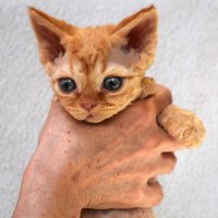 Red Hot Chili - Devon Rex kenel