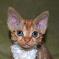 Red Hot Chili - Devon Rex kenel