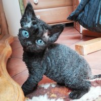 Red Hot Chili - Devon Rex kenel