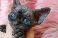 Red Hot Chili - Devon Rex kenel